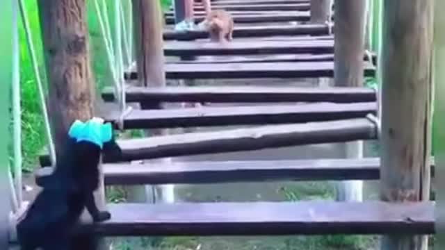 funny dogs