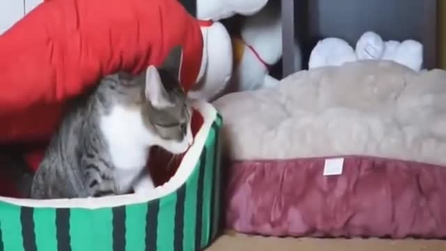Top 10 funny cat clips - very funny cats - best funny cat clips