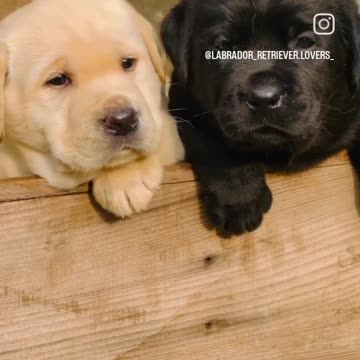 Cute puppy animal beautiful animals