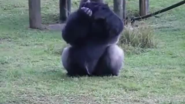 Gorilla at zoo uses sign language to tell he cant be fed by visitors