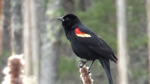 Red Winged Blackbird