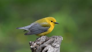 The prothonotary warbler