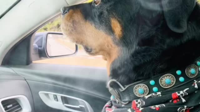 Rottweiler car ride