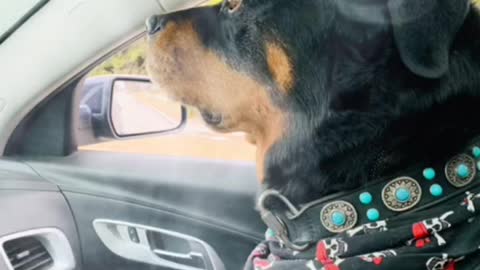 Rottweiler car ride