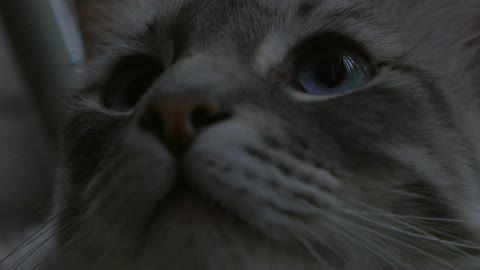 A white and grey cat.