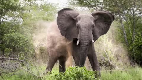 Elephant Kills 70 Year Old Woman - Elephant Kills Woman Then Returns To Funeral And Tramples Corpse