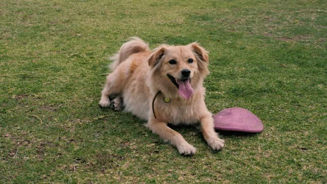 A dog resting on the grass next to a dog toy