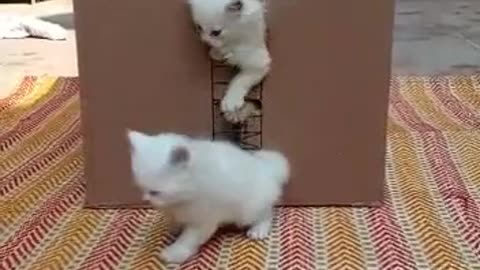 Funny and beautiful 😍❤️😍 cut