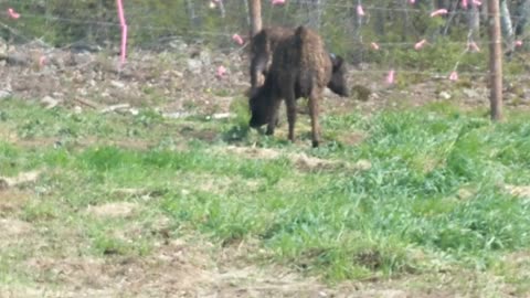 cow running