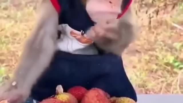 Cute Monkey kid eating litchi fruits