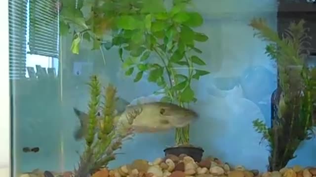 Largemouth Bass in Aquarium