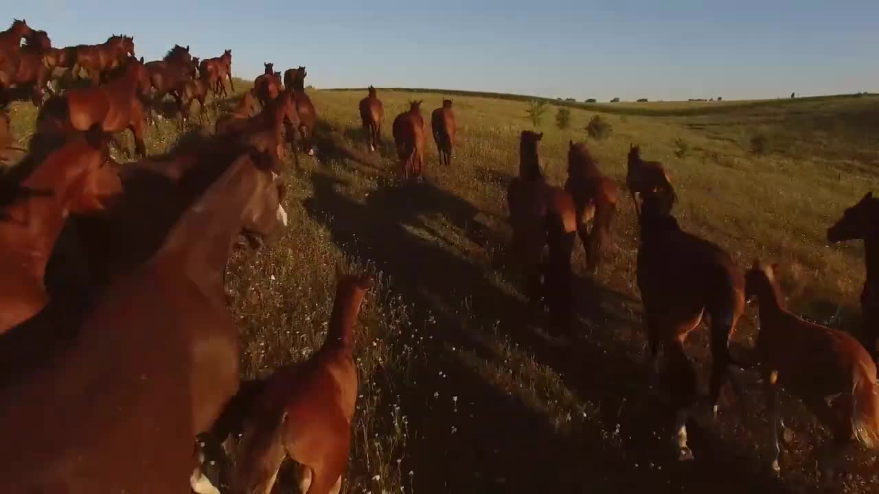 Free horses running areal view