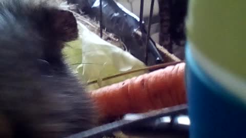 Guinea pig drinking