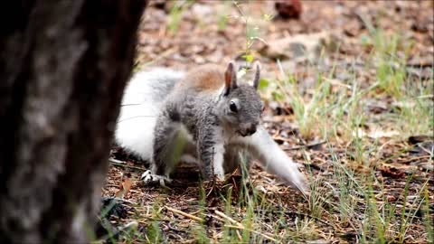 Small Wild squirrel