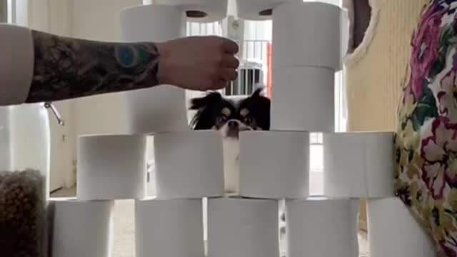 Daisy Jumps Through Toilet Paper Tower