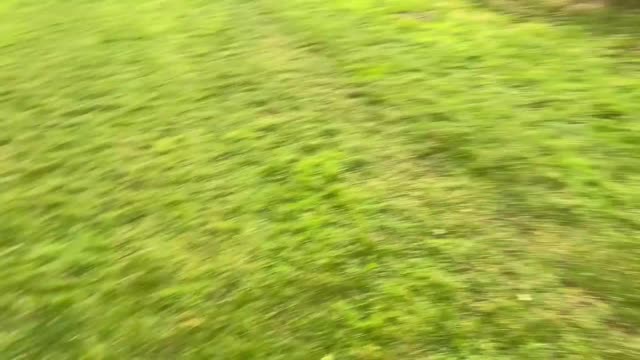 Husky Tries To Get Horse To TALK To Him! & Impress Them!