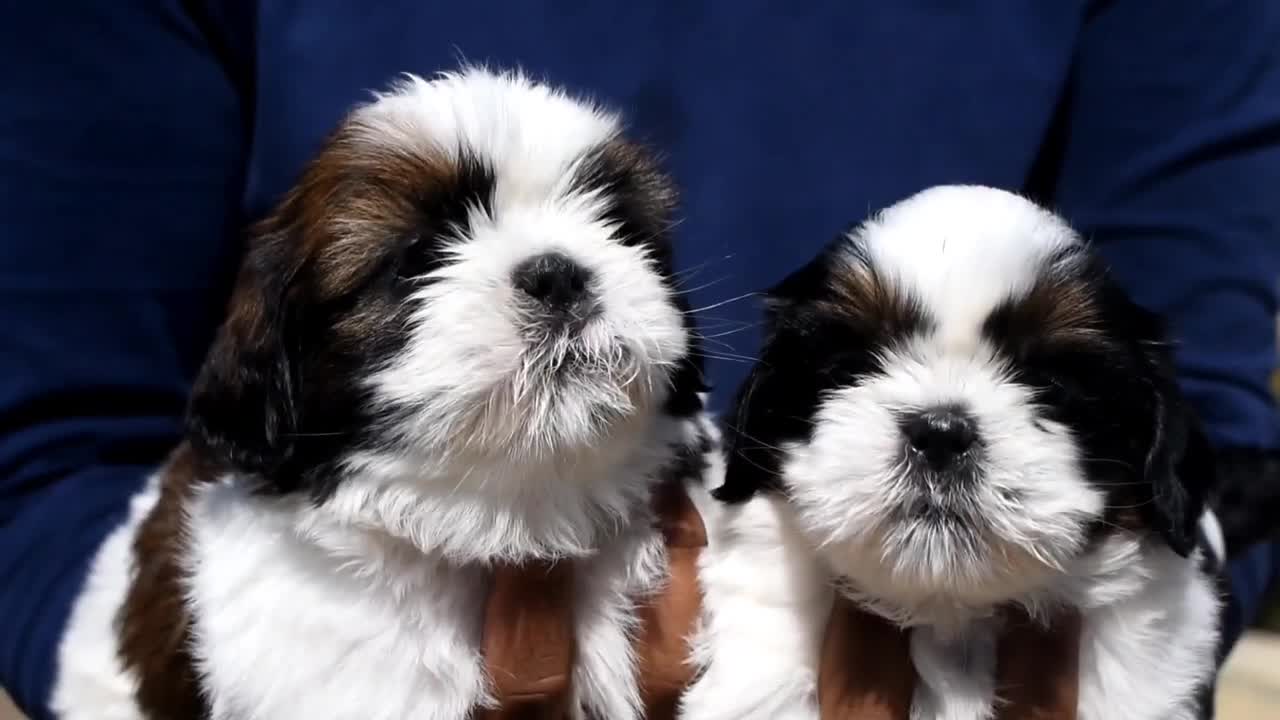 shih tzu blue eyes puppy for sale HOSKOTE BENGALURU