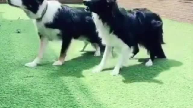 Smart Dog 🐕//Funny Dog 🐕 🤣 😄//Attitude//