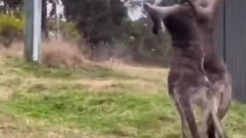 The kangaroo fight😎🤠