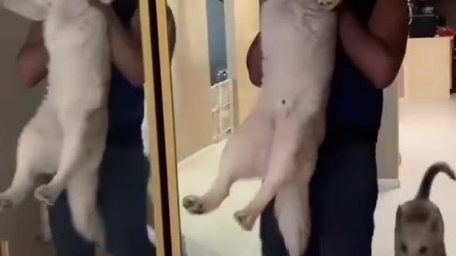 The Husky shows tantrum for bathing