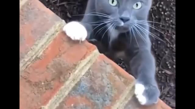 super funny cats compilation