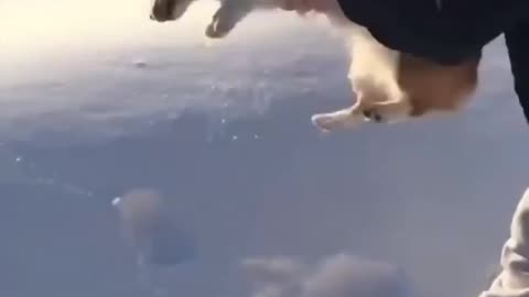 The corgi looked like it was on a plane