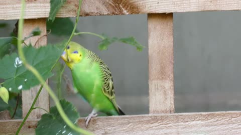 Parrot and Budgerigar Birds