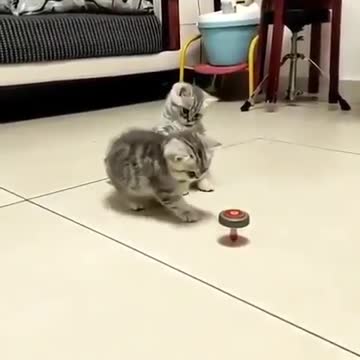 My cute kitten is playing tops