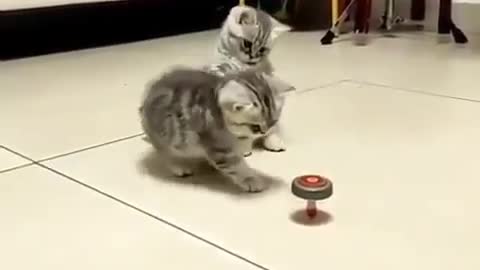 My cute kitten is playing tops