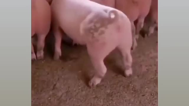 Most funny piggies 😳😂🤣