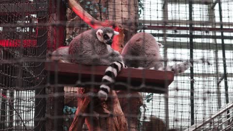 Ring-tailed monkey