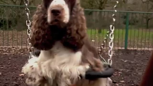 Adorable Dog Sits on Swing in Kids Playground