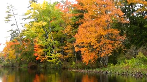 River Foliage