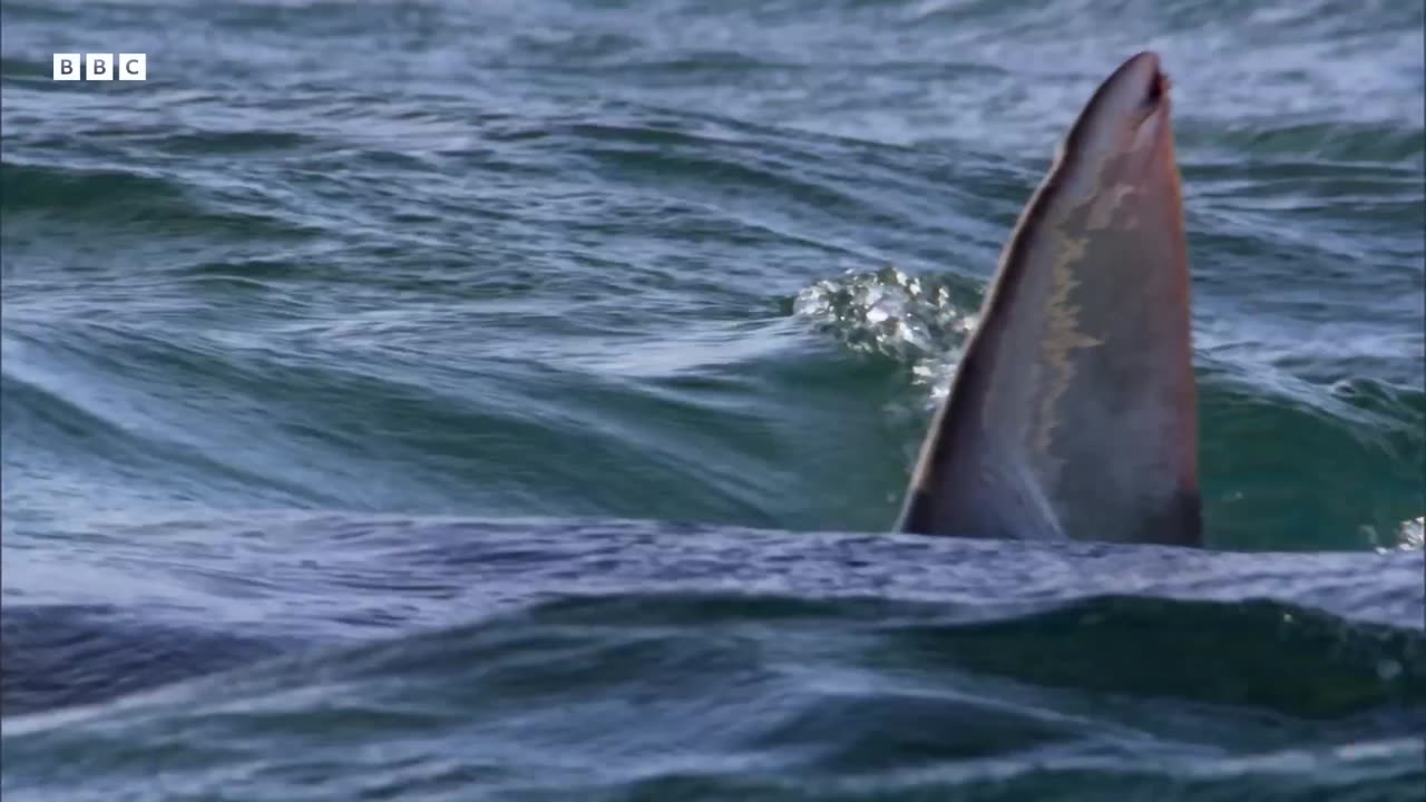 Will These Birds Escape The Jaws Of A Shark South Pacific BBC Earth