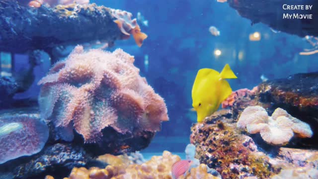 Colourful fish swimming in fresh water 💦