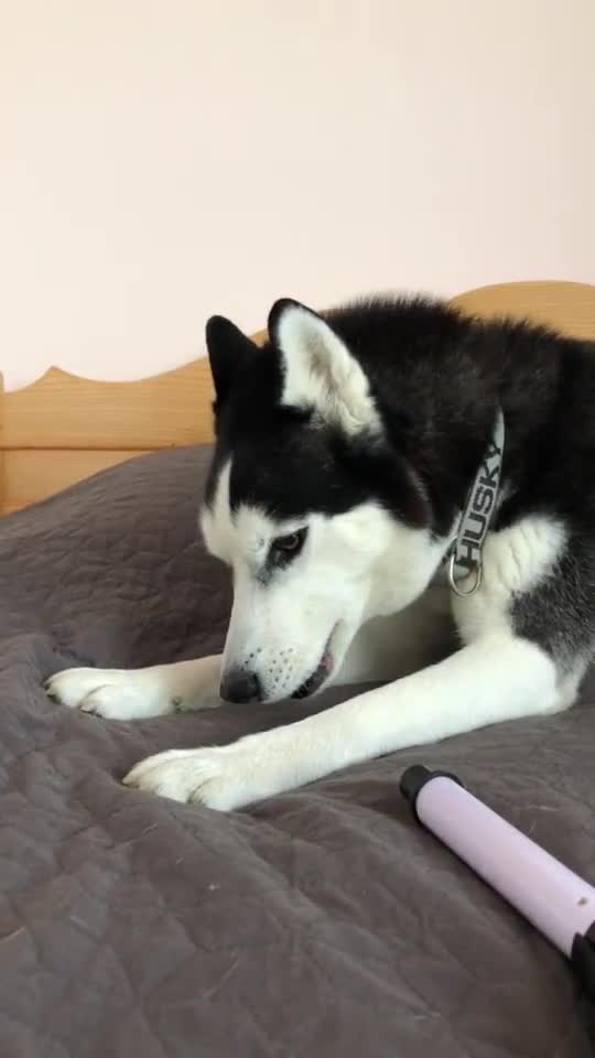 #husky #dogs #dog #щенок #собака #животные Husky