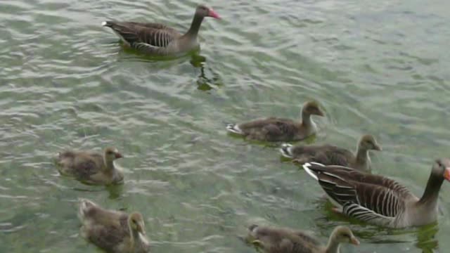 duck in the lake