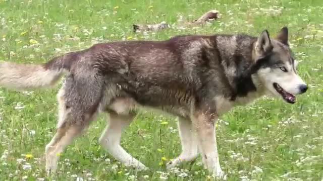 Beautiful Husky Dogs