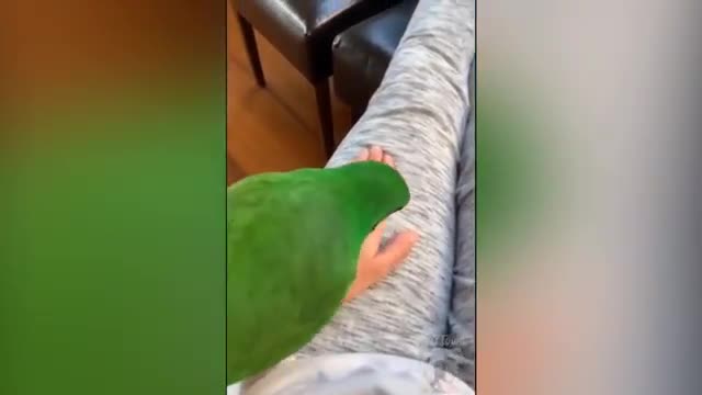 Watch Smart And Funny Parrots Talking