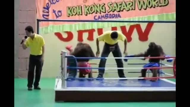 Funny monkey boxing in a ring