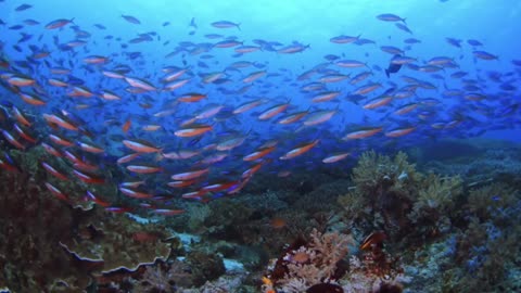 You can see many animals from the ocean.