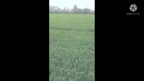 Agricultural