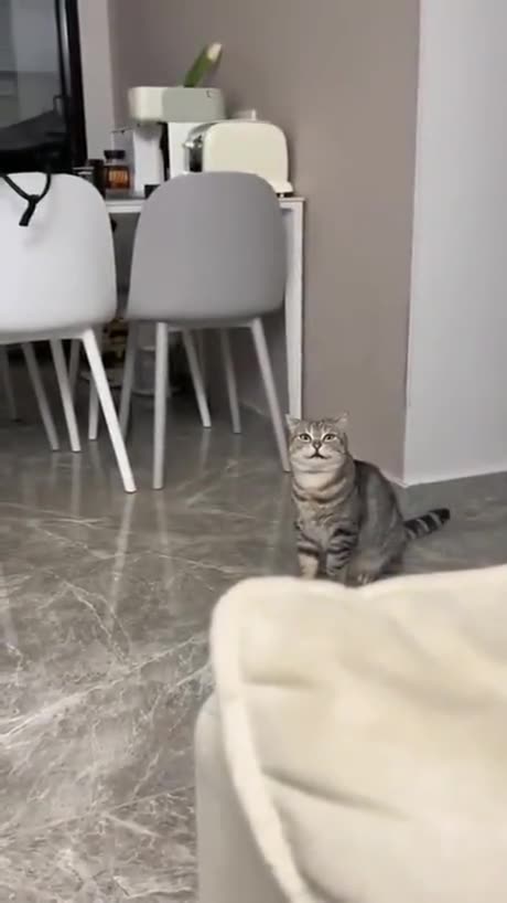 Cat Trying To Walk on Two Legs #catlife #catlifegoals