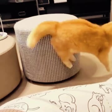 Funniest Animals 2024 😂 New Funny Cats and Dogs Videos 😻🐶 Part 4