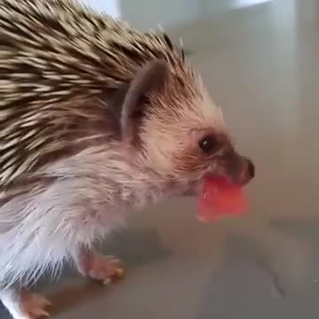 Este erizo comiendo sandía es demasiado tierno