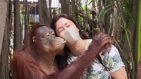 Gorilla video