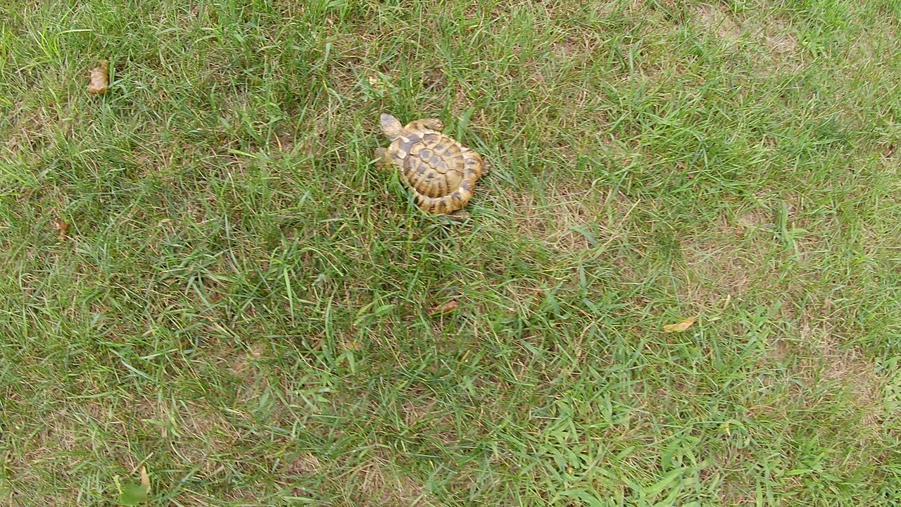 Tordy The Tortoise on a long walk