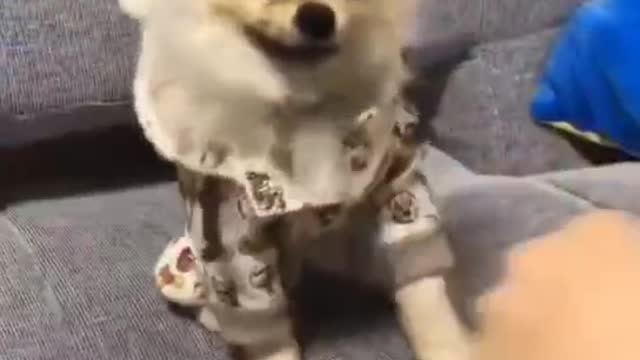 Funny, cute dog baby.