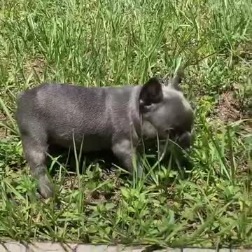 Frenchie Puppy Plays On Grass For The First Time