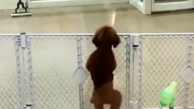 dog dancing